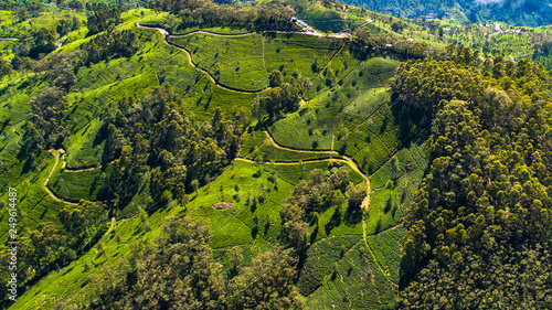 Aerial. Famous green tea plantation landscape view from Lipton's Seat, Haputale, Sri Lanka.