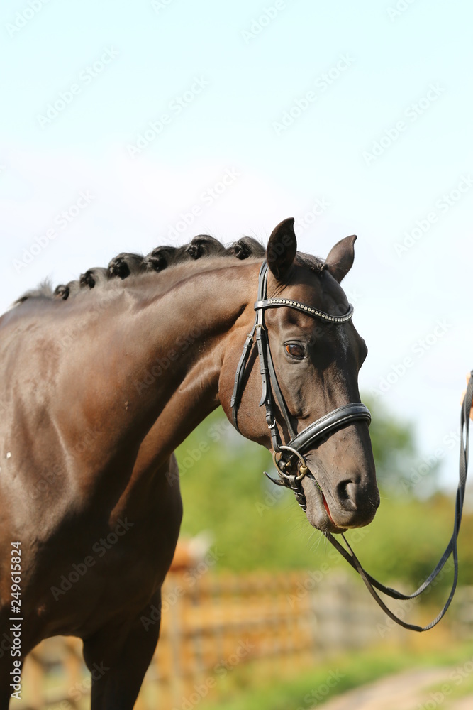 Obraz premium horse portrait