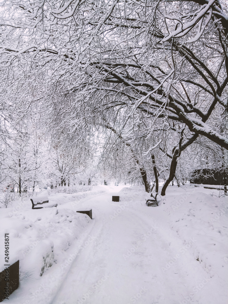 Fototapeta premium white winter