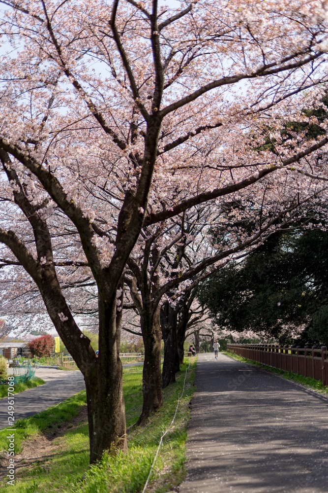 満開の桜（さいたま）