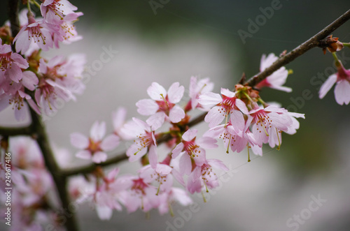 すばらしい桜 © iwao
