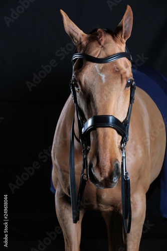 horse black background © Anastasia