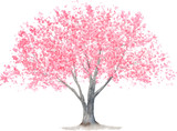 桜の木　水彩イラスト