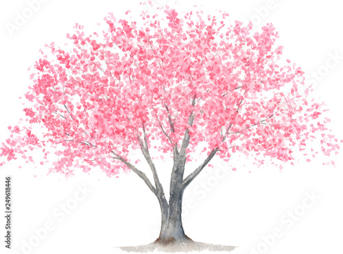 Fotografiet 桜の木　水彩イラスト
