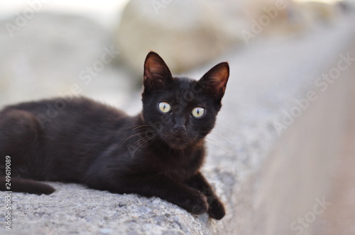 şaşkın,siyah,kedi,yalnız,şanssız,uğursuz,masum