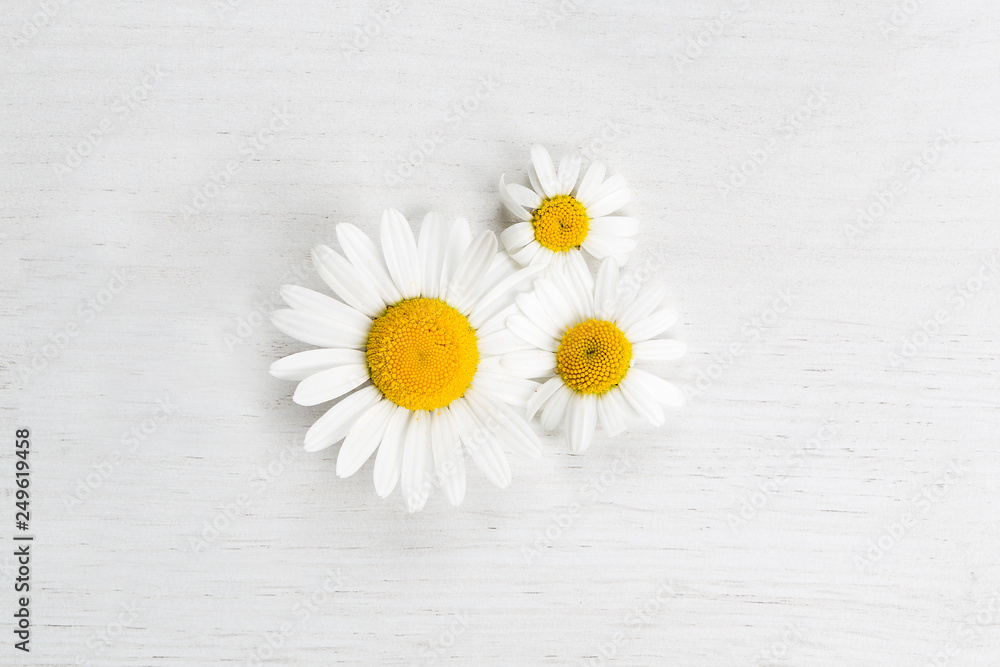 Fototapeta premium Marguerites on white background, spring concept