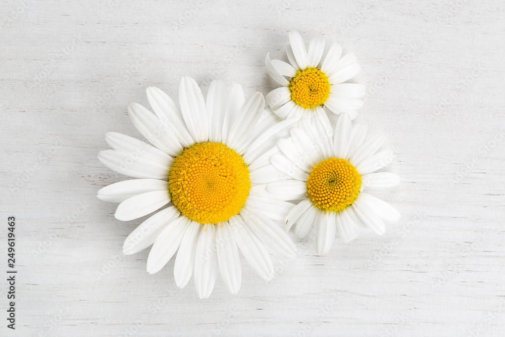 Obraz premium Marguerites on white background, spring concept