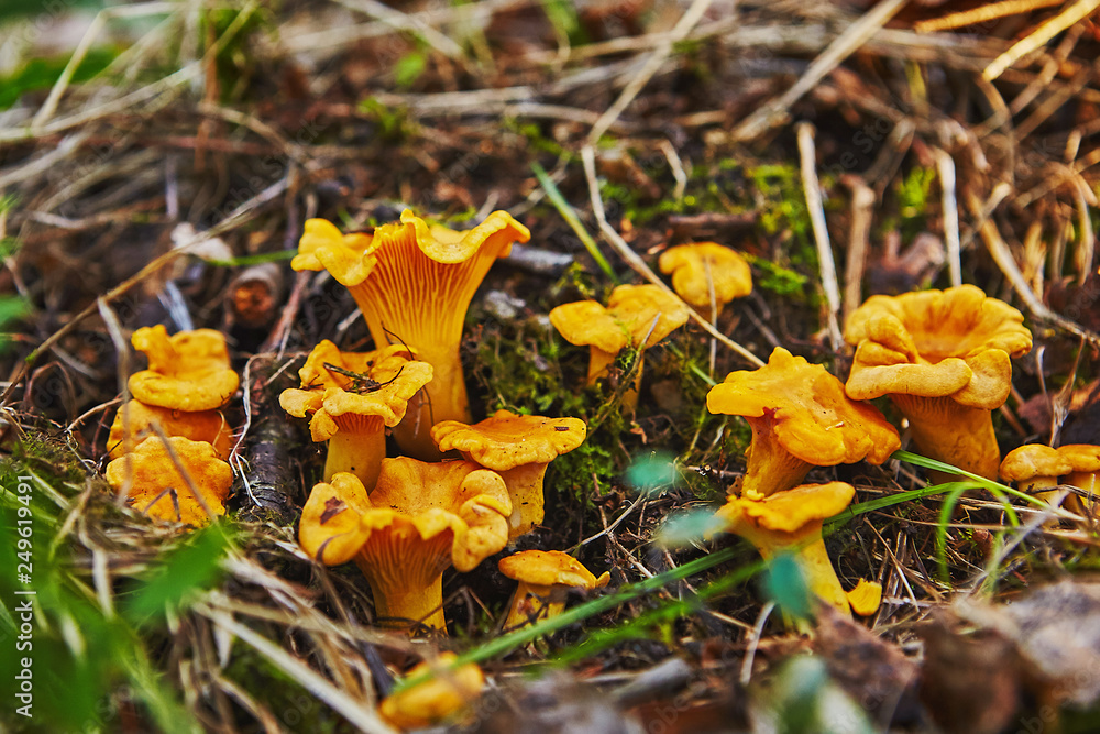 large group of chanterelles growing in forest large group of chanterelles growing in forest