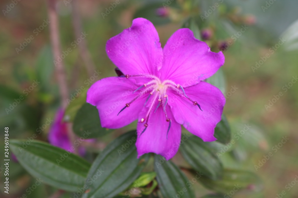 purple flower in garden purple flower in garden