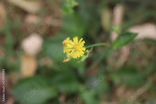 yellow flower on green background of grass