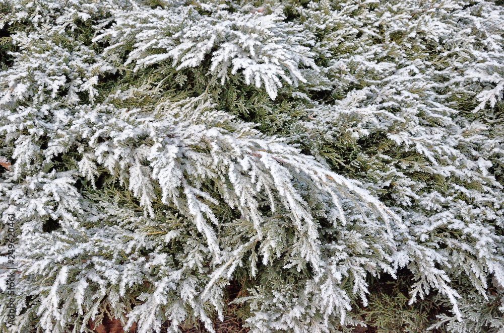 Twig of christmas tree ( spruce, fir, fir-tree ) covered hoarfrost and in snow in Poprad, Slovakia. Twig of christmas tree ( spruce, fir, fir-tree ) covered hoarfrost and in snow in Poprad, Slovakia.