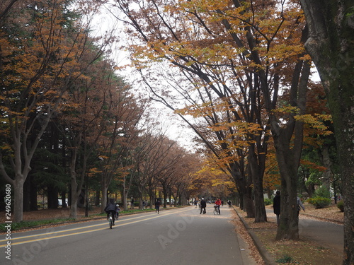 駒沢公園にて並木道