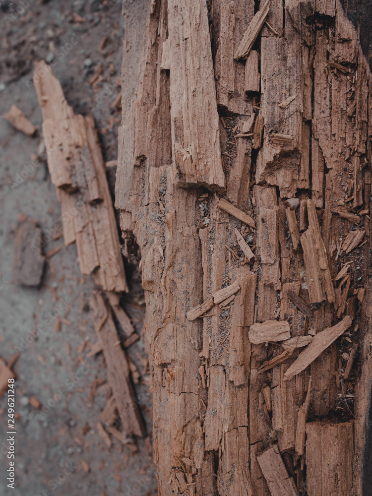 MADERA EN DESCOMPOSICIÓN MADERA EN DESCOMPOSICIÓN