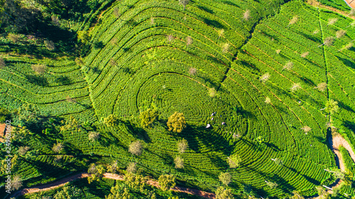 Aerial. Famous green tea plantation landscape view from Lipton's Seat, Haputale, Sri Lanka. photo