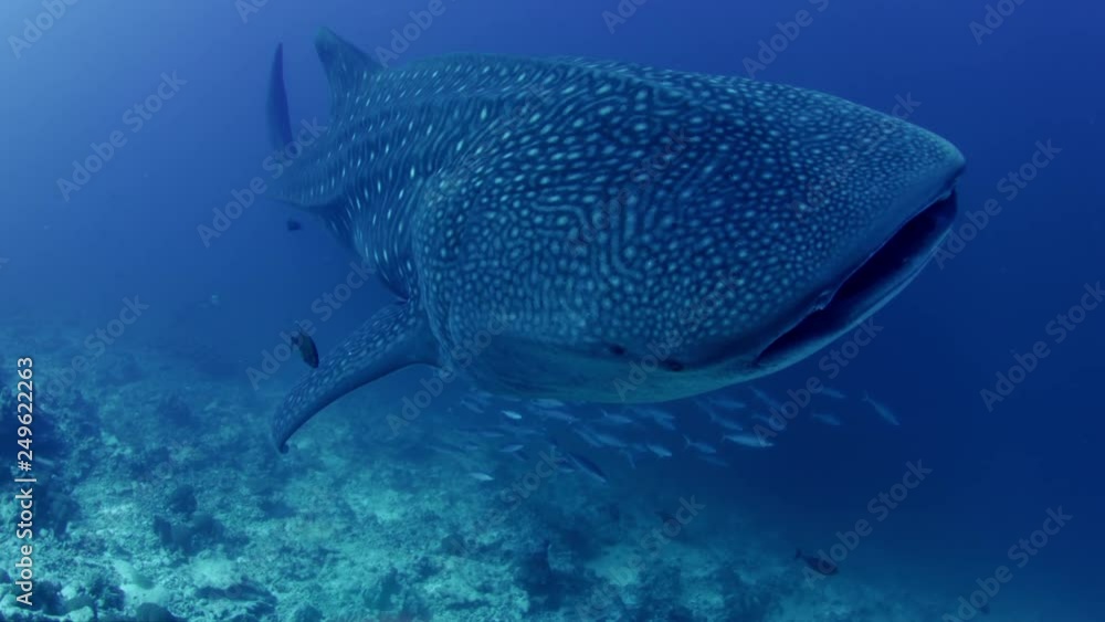 Whale Shark in Blue Water in Open Ocean, Maldives, slow motion Whale Shark in Blue Water in Open Ocean, Maldives, slow motion
