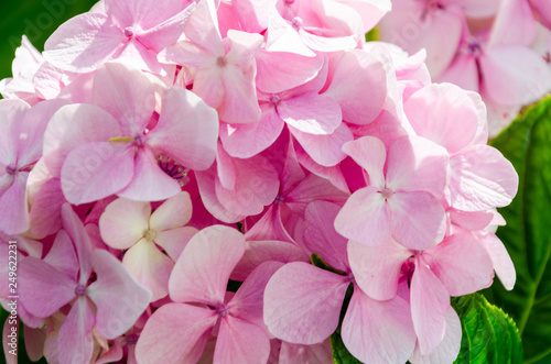 Detail of pink hydrangea flowers