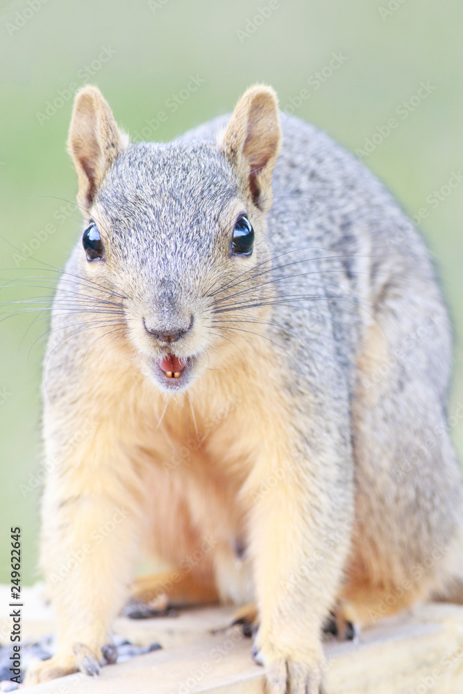 Obraz premium Fox squirrel eating feeds backyard feeder home outside
