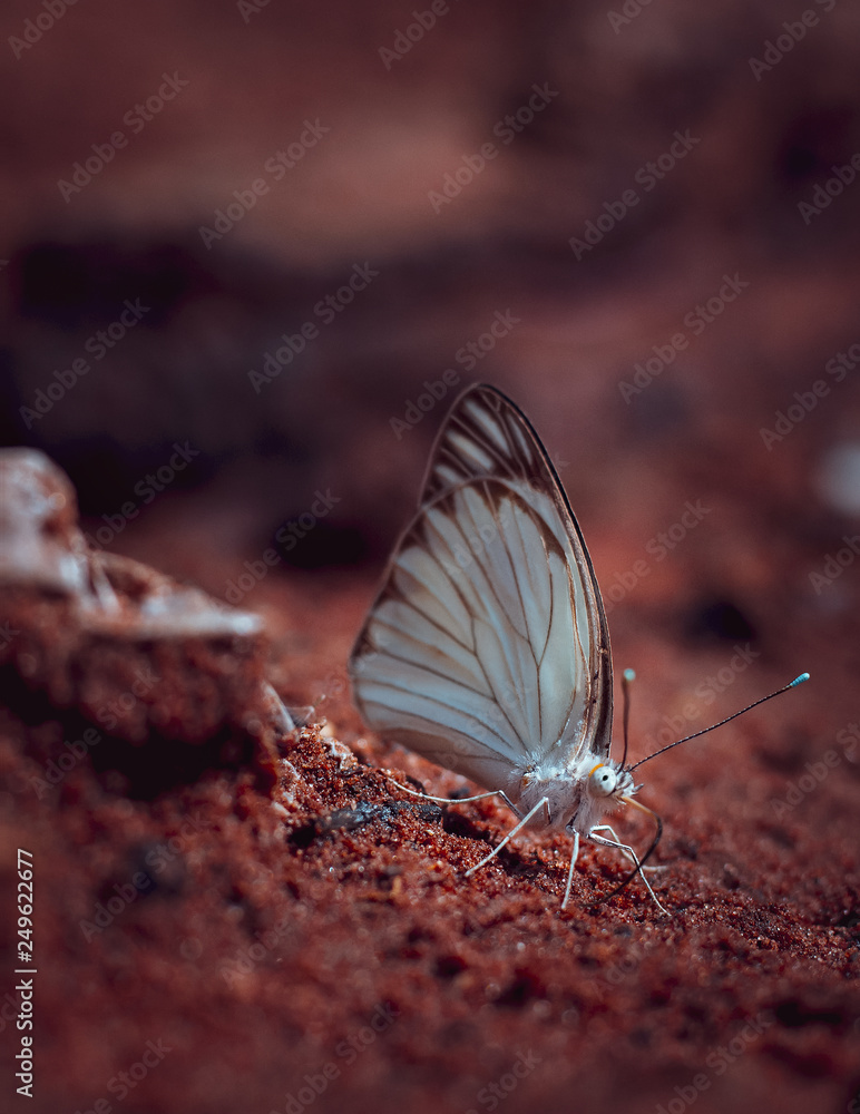 Obraz premium butterfly on the ground