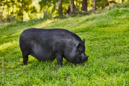 Wallpaper Mural Cute fat pot-bellied pigs on free meadow of private farm Torontodigital.ca
