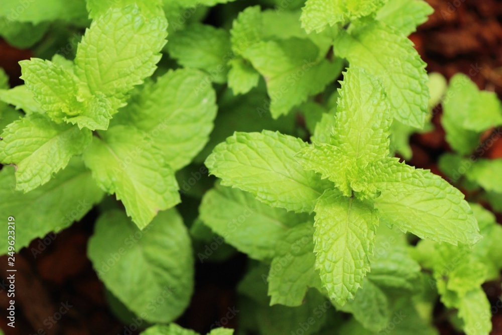 Pepper mint leaves in garden with nature Pepper mint leaves in garden with nature