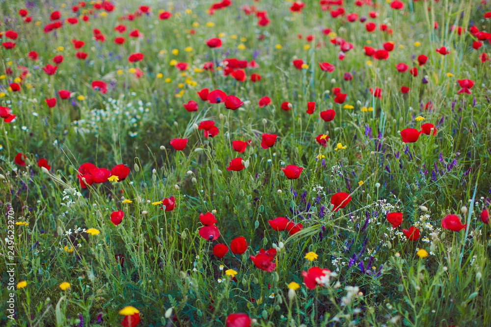 Poppy field in may