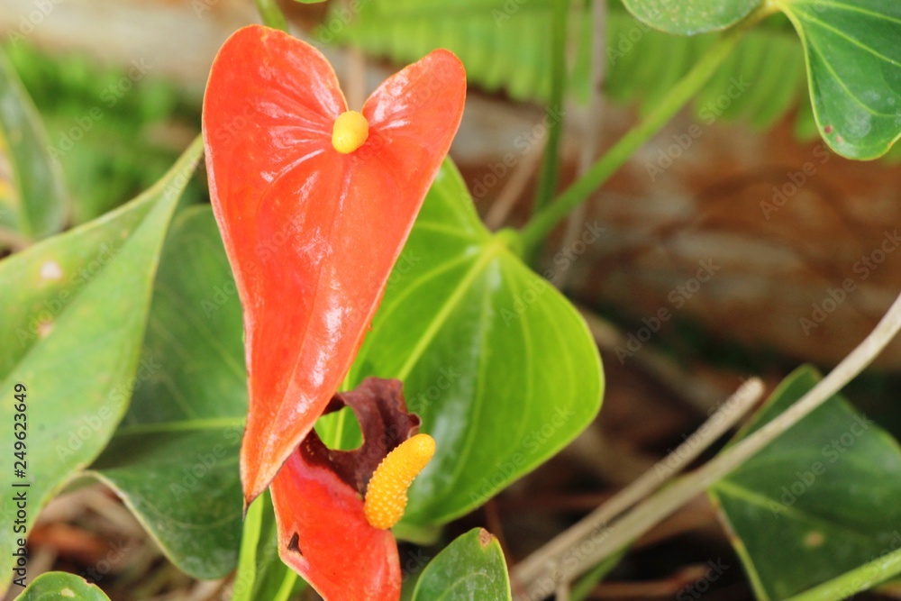 Flamingo flower at beautiful in the nature Flamingo flower at beautiful in the nature