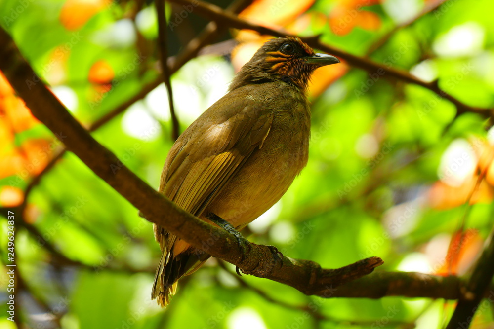 Beautiful tropical bird on a green tropical forest background Beautiful tropical bird on a green tropical forest background