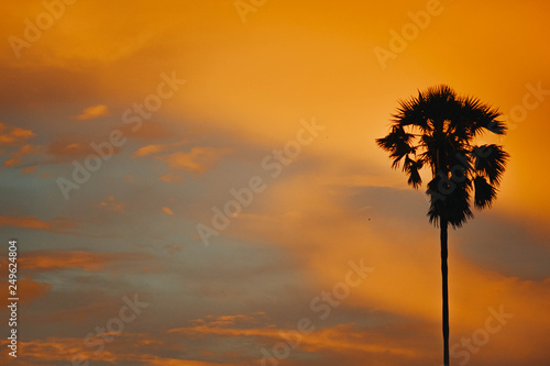 sunset and palm tree in Bali