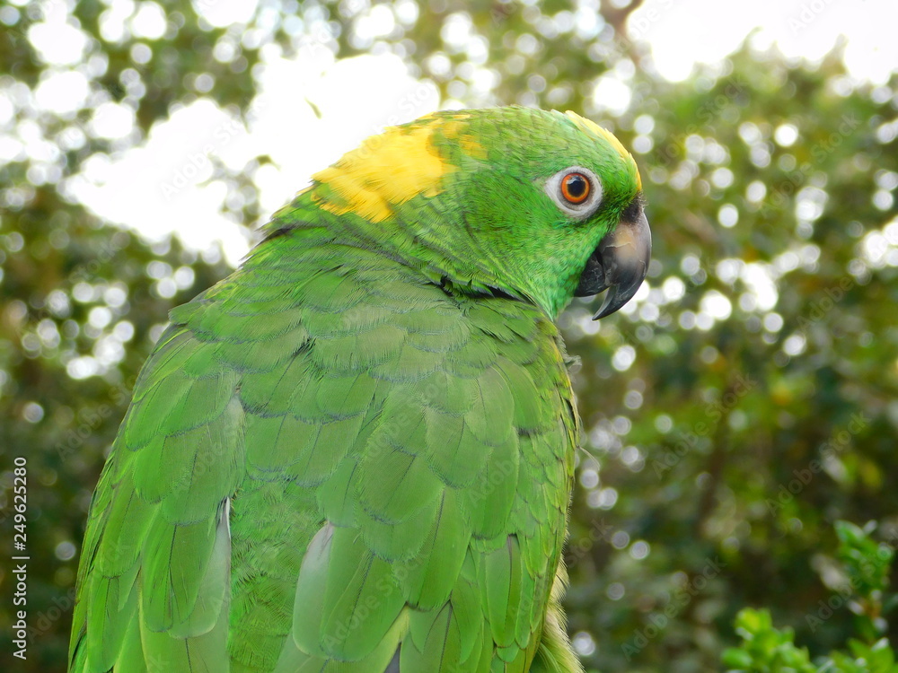 Obraz premium Yellow Nape Amazon