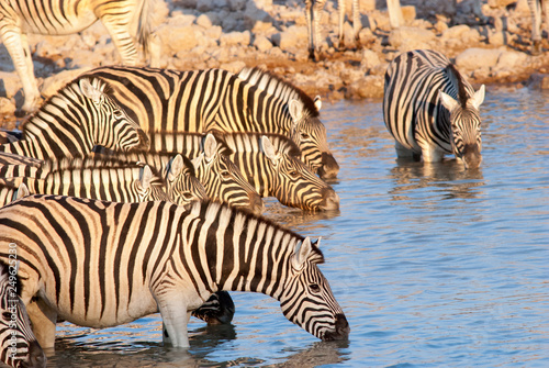 Zebras at Okaukuejo Waterhole  Etosha National Park  Namibia