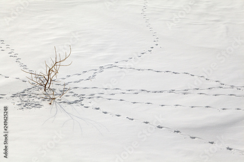 Extreme north, traces of a large white hare in the snow