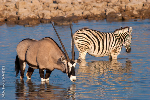 Zebras at Okaukuejo Waterhole, Etosha National Park, Namibia
