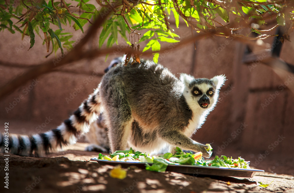 Fototapeta premium beautiful lemur, close-up