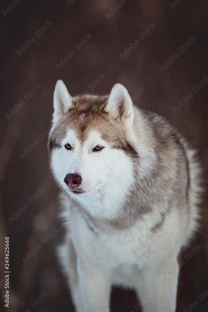 Beautiful and free Siberian Husky dog sitting is on the snow in winter forest at sunset on mountain background