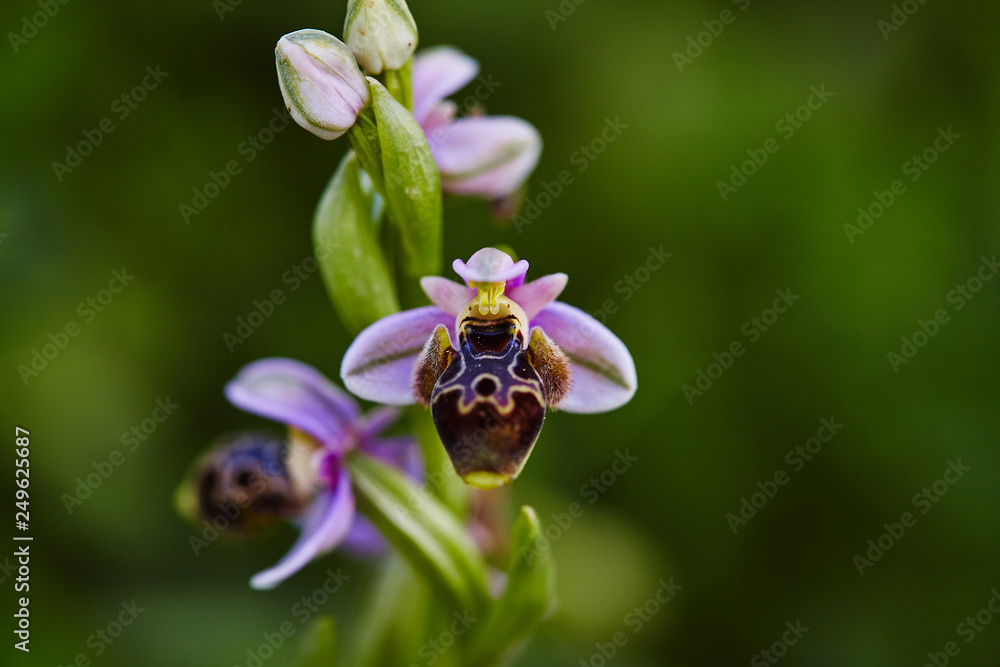 Fototapeta premium Wild rare bee orchid blooming in mediterranean area at spring
