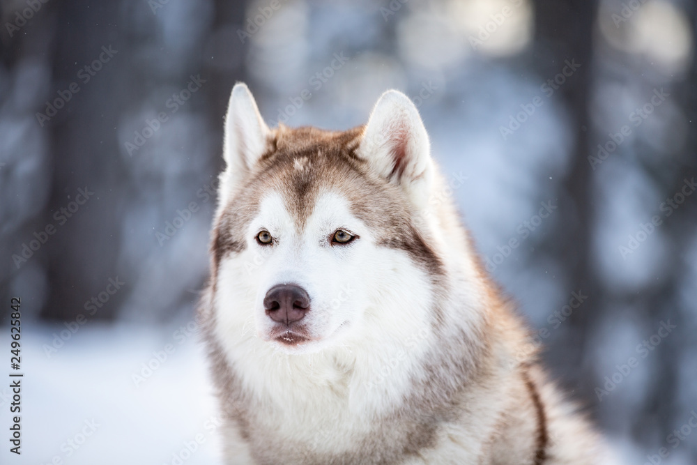 Beautiful, prideful and free Siberian Husky dog sitting on the snow path in the fairy winter forest at sunset.