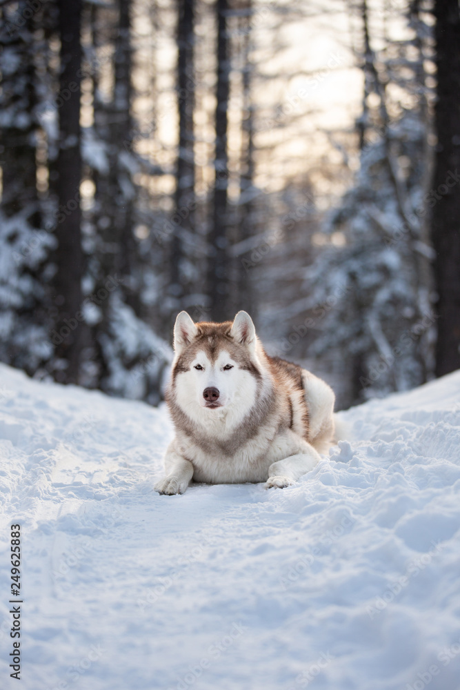 Beautiful, happy and cute Siberian Husky dog lying on the snow path in the winter forest at sunset.