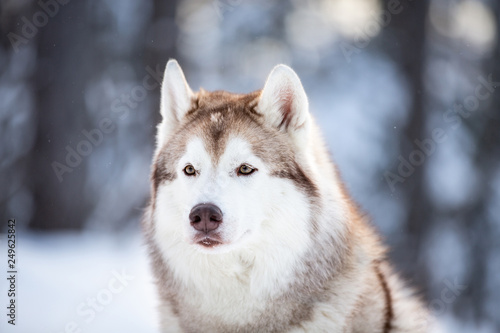 Beautiful  prideful and free Siberian Husky dog sitting on the snow path in the fairy winter forest at sunset.