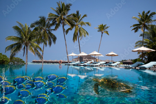 Fototapeta Naklejka Na Ścianę i Meble -  Maldives, palm trees, collage: fish and sea turtle swim in the pool