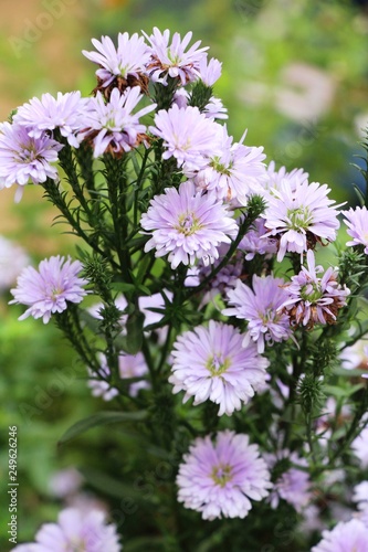 Chrysanthemums flower is beautiful in the garden