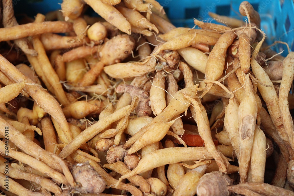 Ginger root for cooking in the market Ginger root for cooking in the market