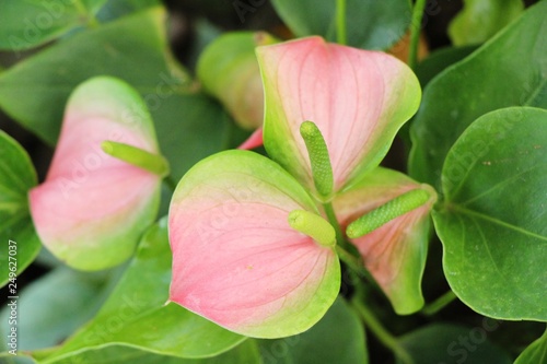 Flamingo flower at beautiful in the nature