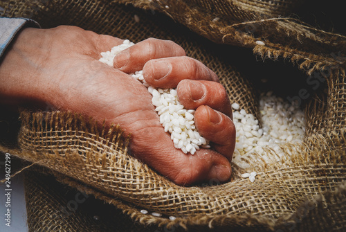 White rice in the hand in burlap sack photo