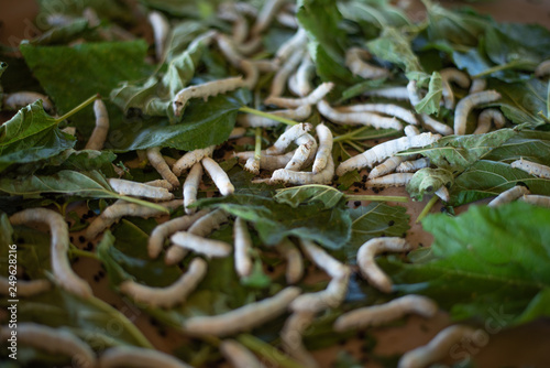 kworm on mulberry leaf , worm larvae ,eating mulberry leaf photo