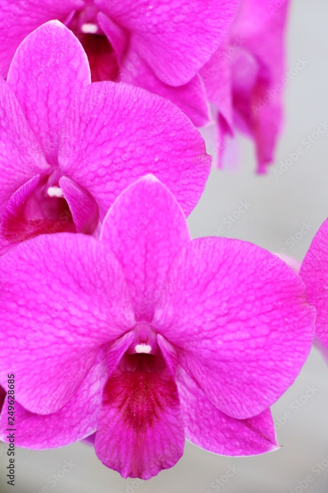 Orchid flower at beautiful in the nature Orchid flower at beautiful in the nature