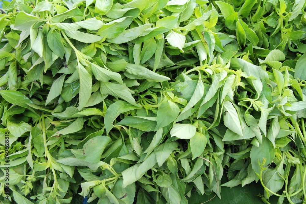 Basil in the market Basil in the market