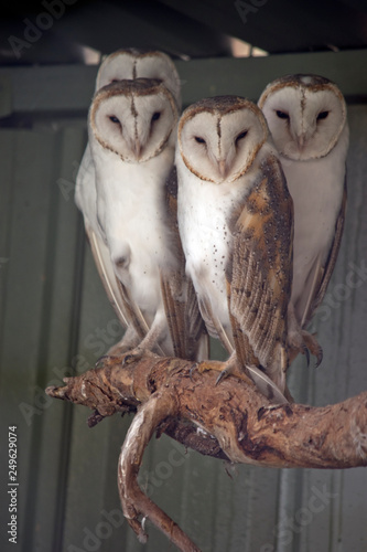 Fototapeta Naklejka Na Ścianę i Meble -  four barking owls on a tree branch