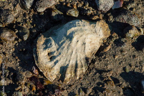 American oyster shell in mud photo