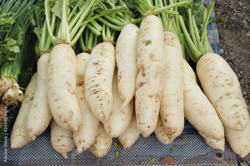 Fresh radish for cooking at street food Fresh radish for cooking at street food