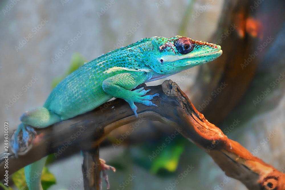 Fototapeta premium Knight Anole In the terrarium